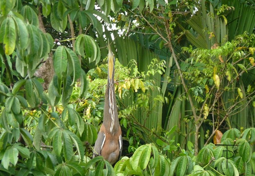 Costa Rica Fauna - display this album Costa Rica Fauna