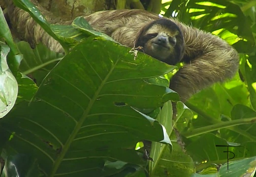 Costa Rica Videos
