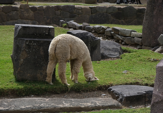 Peru 2026